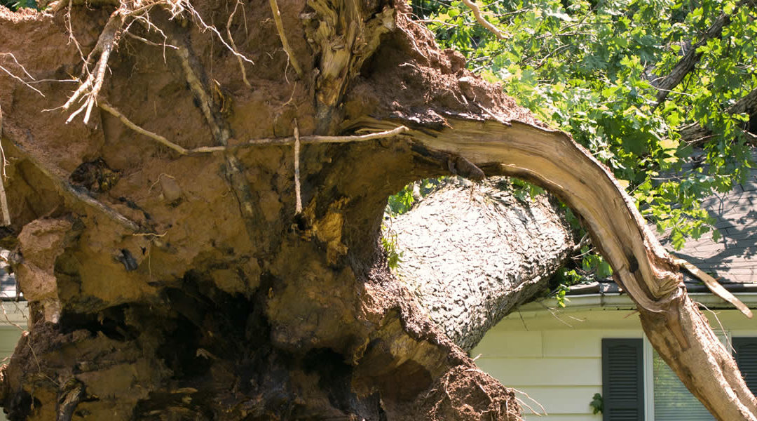 Uprooted tree near a white house.
